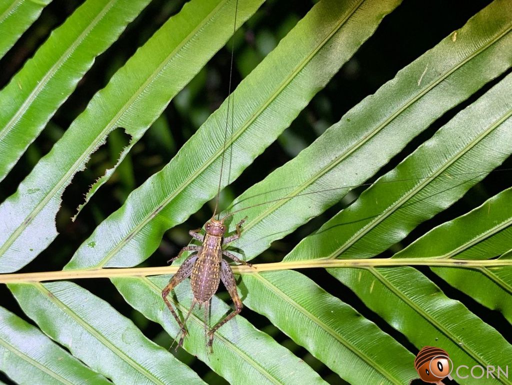 Cardiodactylus Cricket (Forest cricket) (Cardiodactylus guttulus) Aug 24, 2022 Nymph on a fern leaf Kunigami