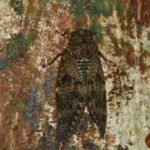 セミ・カメムシ類