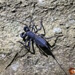 クモ・サソリ類