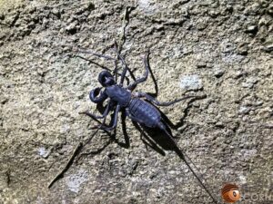 アマミサソリモドキ