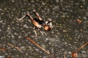 ヤンバルクロギリス