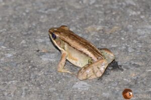 ヤエヤマハラブチガエル