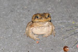 オオヒキガエル