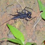 クモ・サソリ類