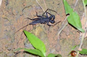 タイワンサソリモドキ