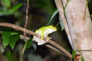 ヤエヤマアオガエル