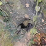 クモ・サソリ類