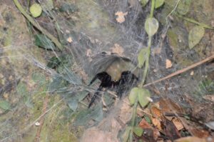 オオクロケブカジョウゴグモ