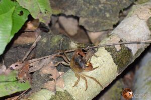 ミネイサワガニ