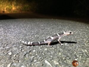 オビトカゲモドキ