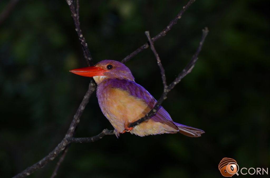 リュウキュウアカショウビン