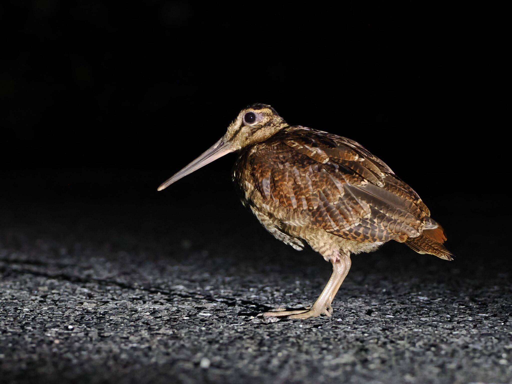 アマミヤマシギ – Yambaru Nature Guide Wanyu