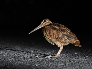 アマミヤマシギ