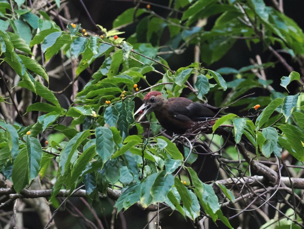 Okinawa Woodpecker