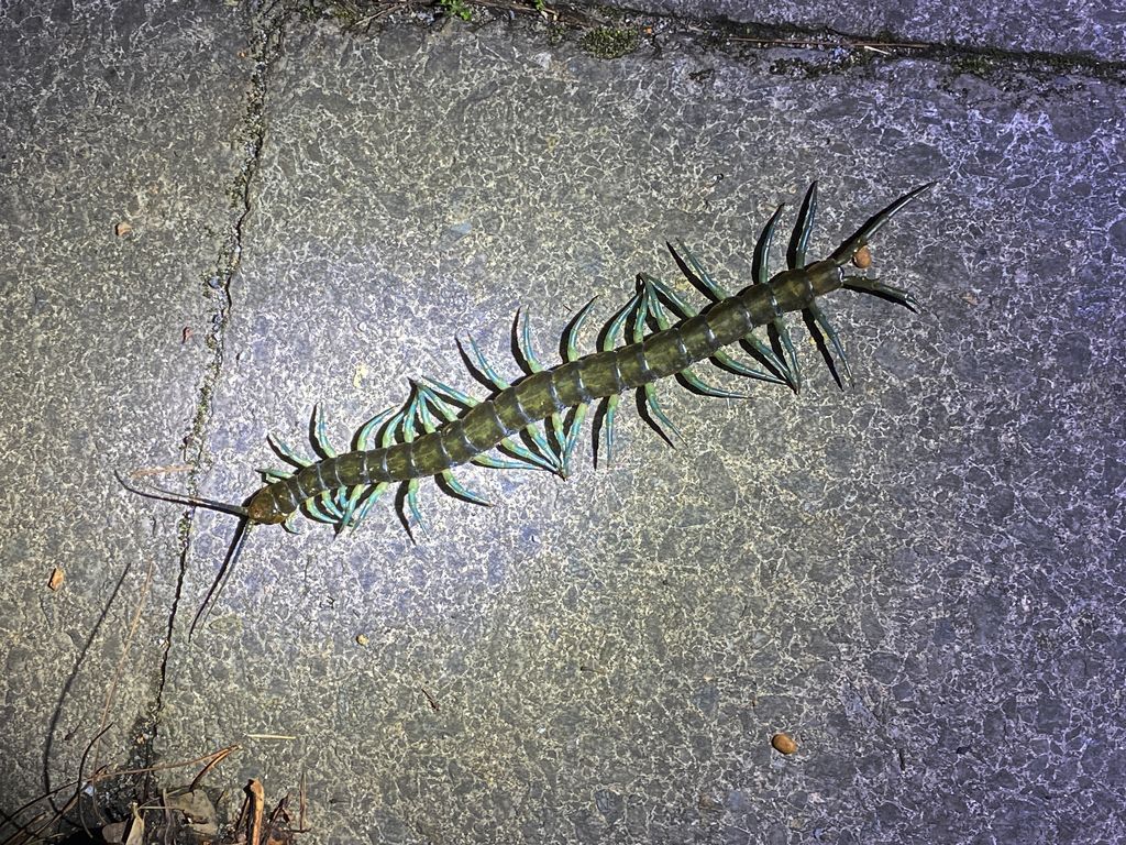 琉神蜈蚣
