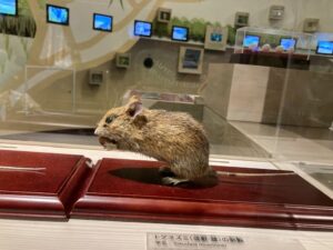 沖繩裔鼠