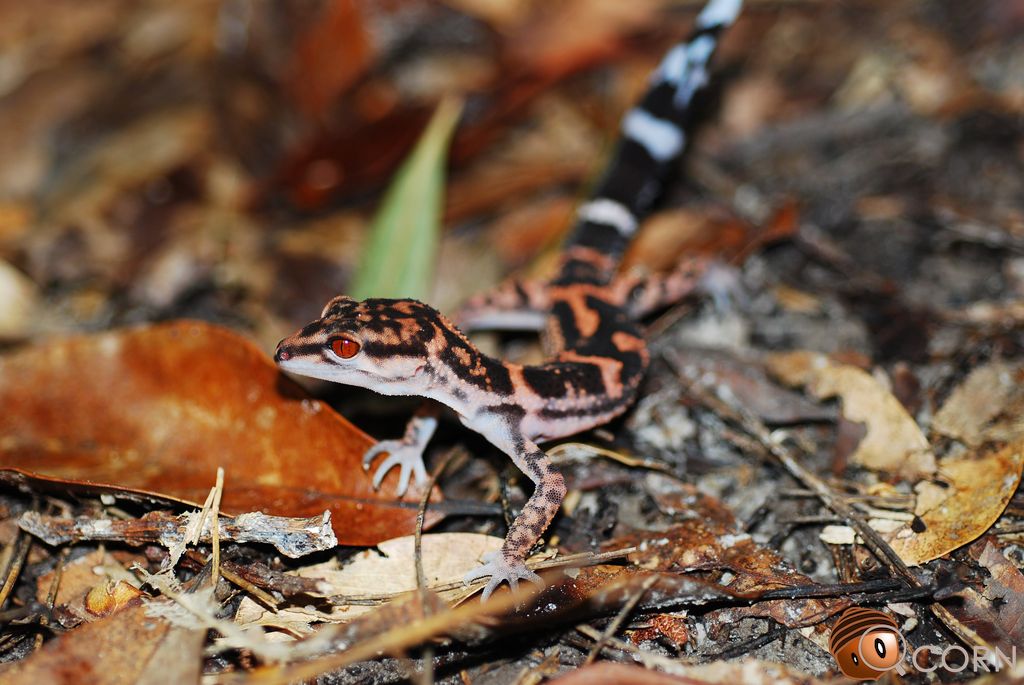 Kerama ground gecko (Goniurosaurus sengokui) May 3, 2013 Tokashikijima