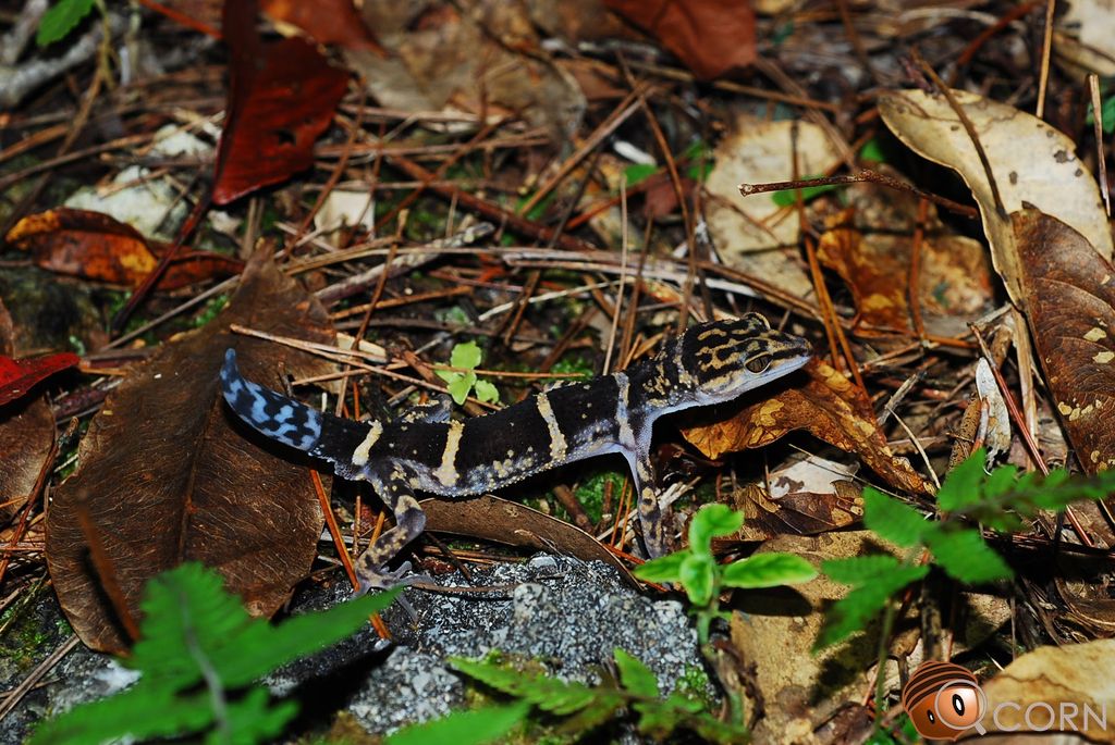 Yamashina's ground gecko (Goniurosaurus yamashinae) Jun 19, 2016 Kumejima