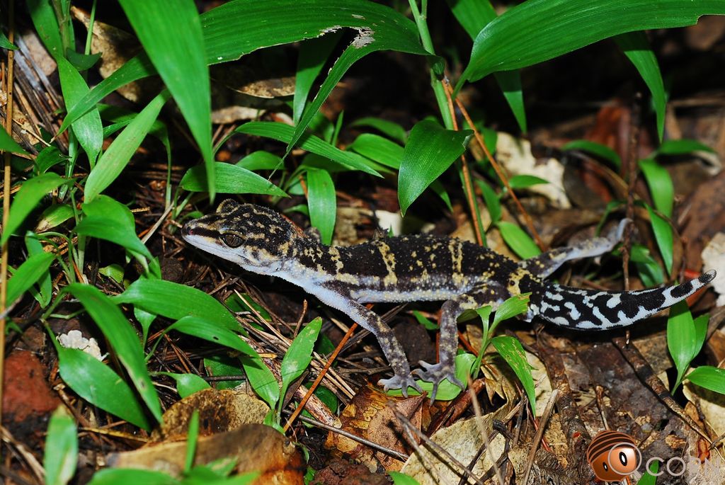 Yamashina's ground gecko (Goniurosaurus yamashinae) Jun 19, 2016 Kumejima