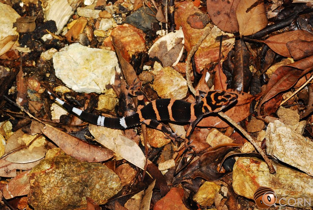Toyama's ground gecko (Goniurosaurus toyamai) Sep 24, 2018 Iheyajima