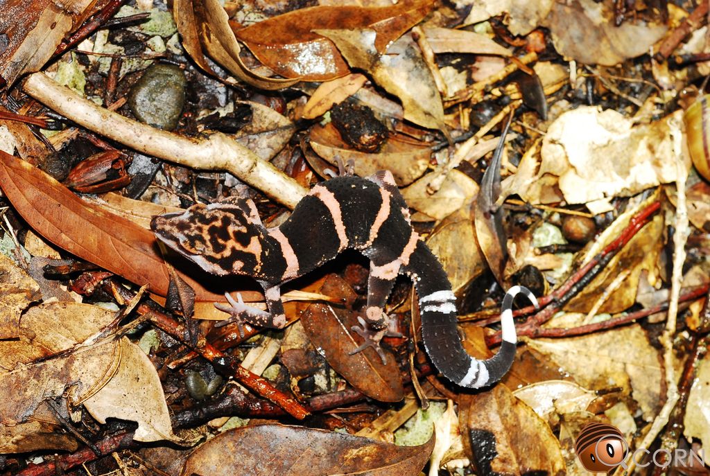 Toyama's ground gecko (Goniurosaurus toyamai) Sep 24, 2018 Iheyajima