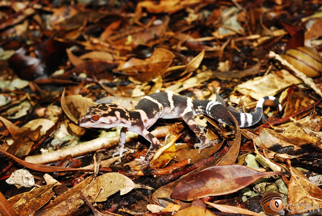 Toyama's ground gecko (Goniurosaurus toyamai) Sep 25, 2018 Iheyajima