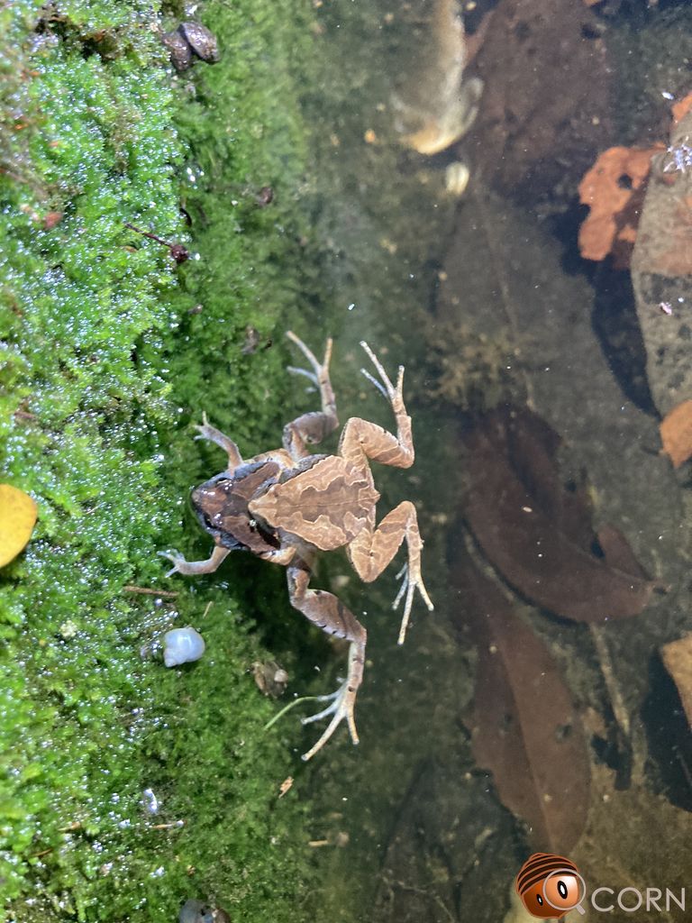 沖繩小雨蛙