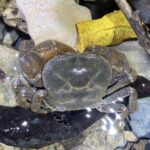 カニ・ヤドカリ類