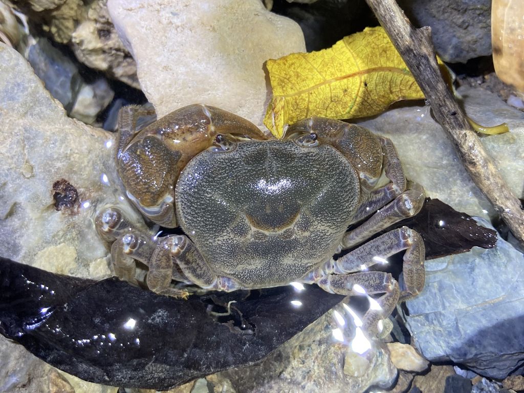 新本澤蟹