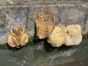 シロアゴガエル