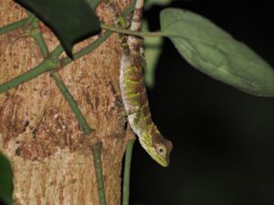 キノボリトカゲ