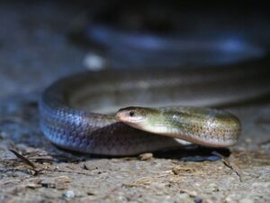 サキシマアオヘビ