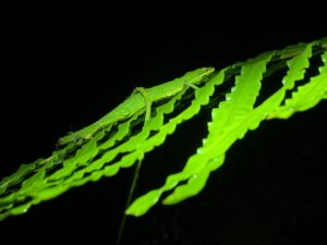 サキシマカナヘビ