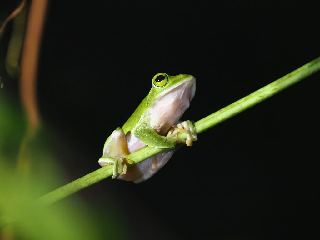Amami Green Tree Frog