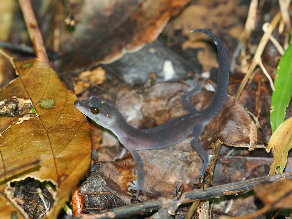 Kuroiwa's ground gecko (Goniurosaurus kuroiwae) juvenile with almost no patterns
