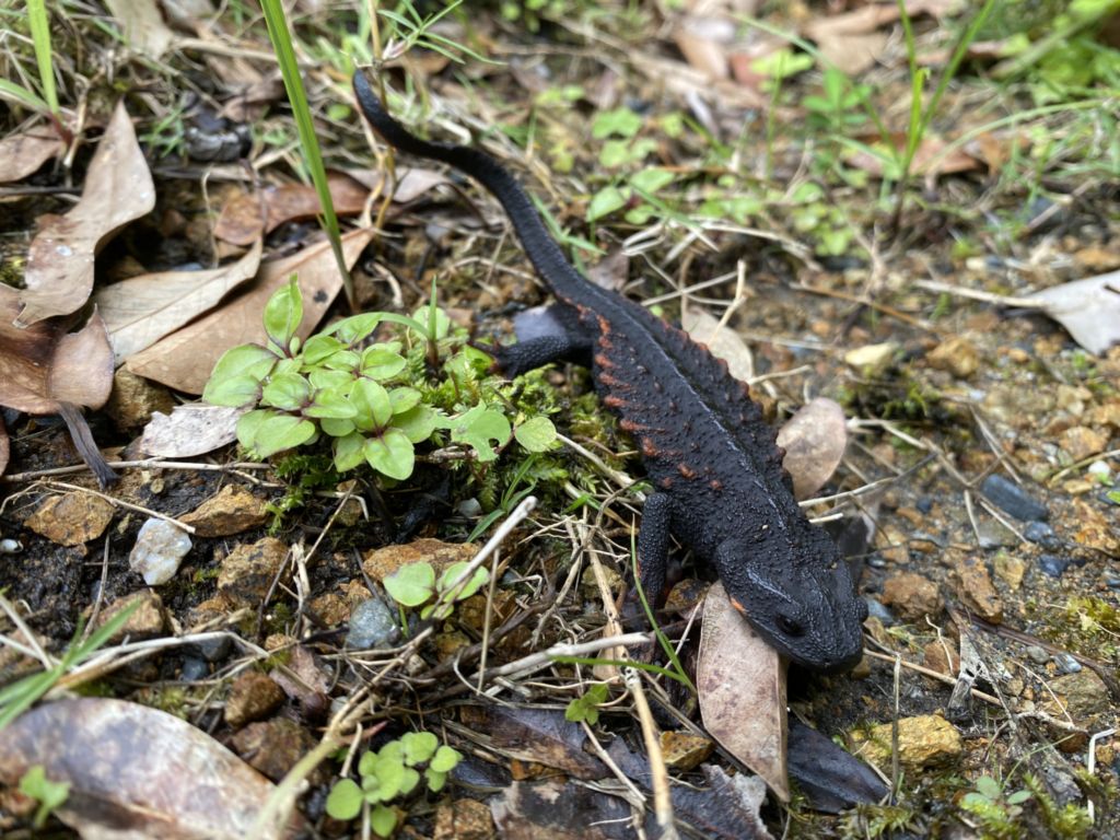 アマミイボイモリ