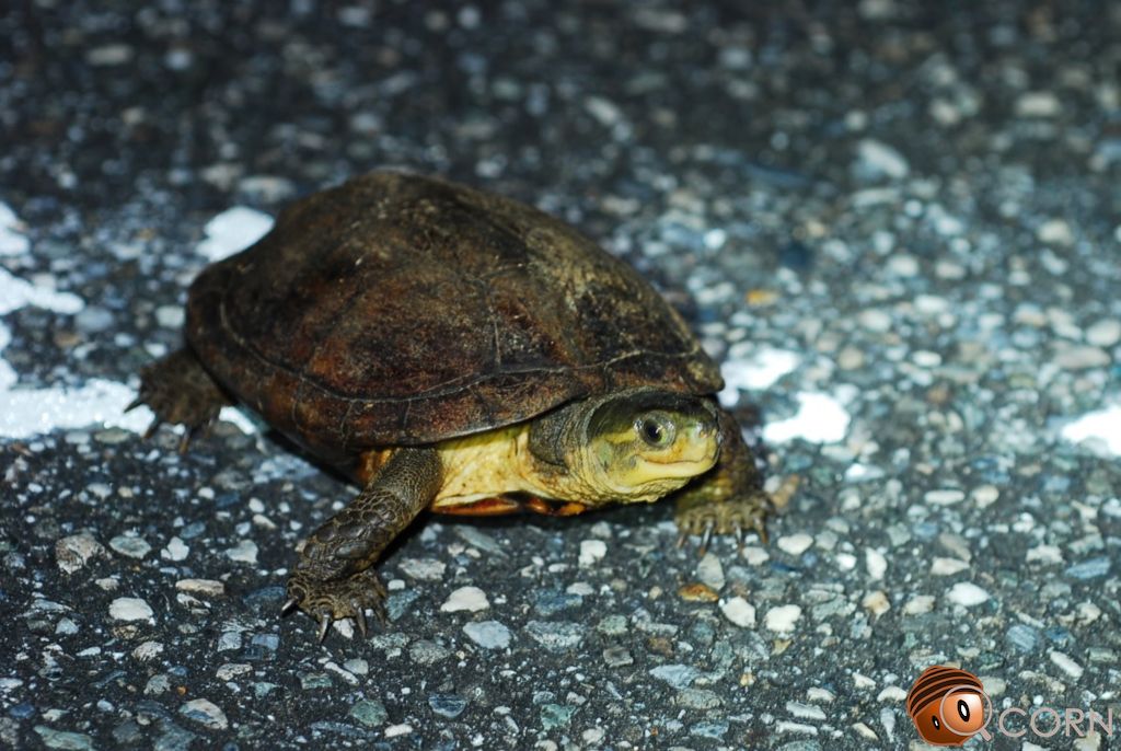 Yaeyama Yellow Pond Turtle