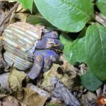 カニ・ヤドカリ類