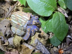 ムラサキオカヤドカリ