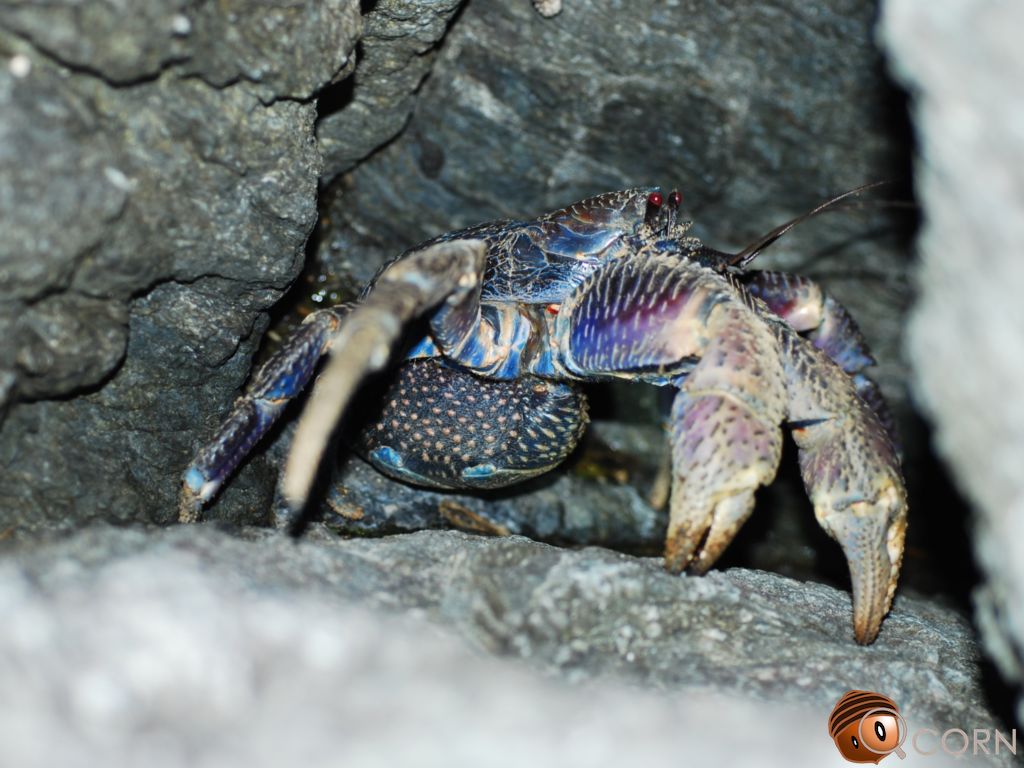 Coconut Crab