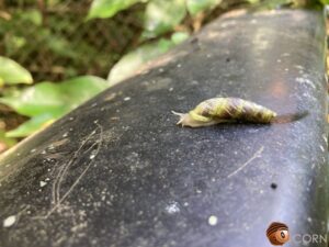 沖繩煙管蝸牛