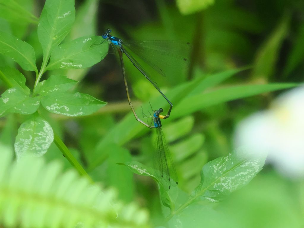 琉球琵蟌 (Coeliccia ryukyuensis ryukyuensis) Oct 1, 2025 雄蟲跟藍色型的雌蟲交配 東村