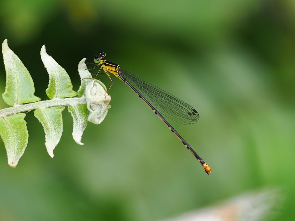 琉球琵蟌 (Coeliccia ryukyuensis ryukyuensis) May 15, 2026 黃色型的雌蟲 國頭村