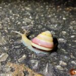 カタツムリ・ナメクジ類