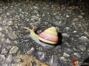 オキナワヤマタカマイマイ