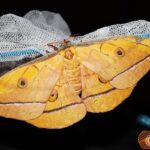 Butterflies & Moths