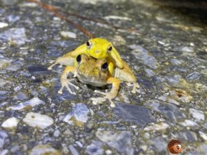 リュウキュウカジカガエル