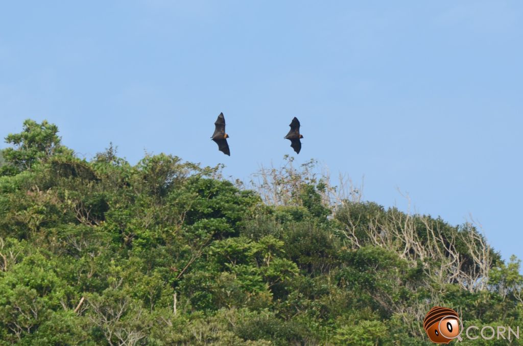 Ryukyu Flying Fox