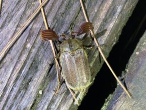 ケブカコフキコガネ