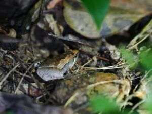 ヤエヤマヒメアマガエル